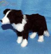 Pixie Kitten - Border Collie