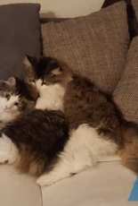 My sweet cats