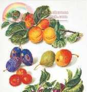 Thea Gouverneur TG 3062 - Peaches and Plum