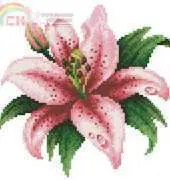 Pink Lily