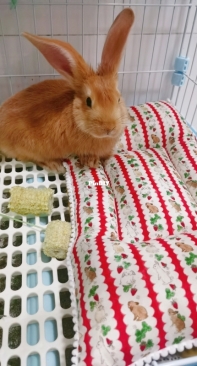Bunny FaGaos New Bed