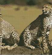 Free Cross Stitch Online - Cheetahs