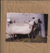 Nettie LaCroix - Sheep