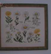 Margaretes