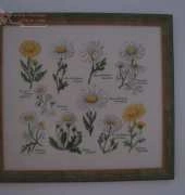 Margaretes