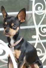 Ryuk, my handsome dog