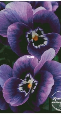 Yariskins Polychrome YAM- 023 Pansies by Irina Yakovleva XSD