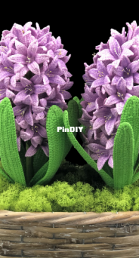 Natagor Finlayson - Hyacinth - English