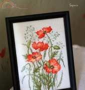 Red poppies