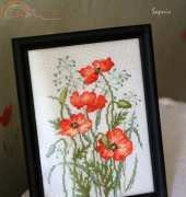 Red poppies