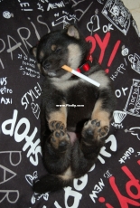 please dont smoke in da house!!