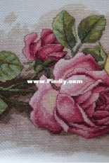 Dimensions Rose Cuttings