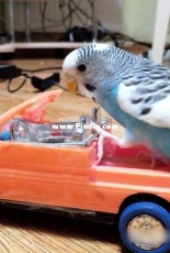 Parrot Screw-nut (Gadget Chip n Dale)