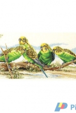 Country Threads FJ-1022 Budgie Buddies