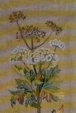 Eva Rosenstand 12-672 - Cow Parsnip