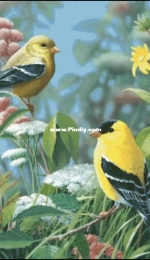 Birds by Ivolga