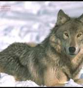 Laura Stitch - ANIM 036 - Wolf