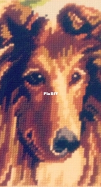 Collie