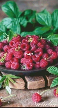 Natalia Guba-Raspberry