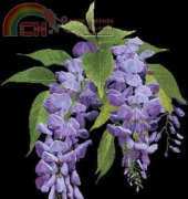 Silver Lining - SL201 Wisteria