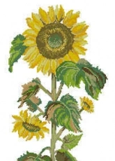 Eva Rosenstand 12-305 Sunflower stem