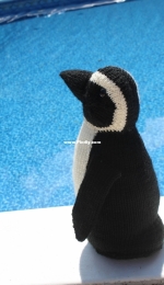 African Penguin by Rachel Borello Carroll