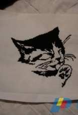 tête dun petit chat