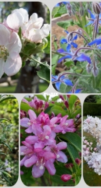 Flowers from my garden 1