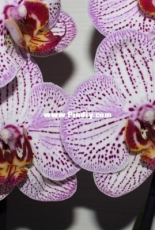 Orchids are my second hobby: Phal. no-named