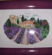 champs de lavande