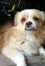 My lovely puppy