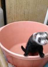 my favorite ferret