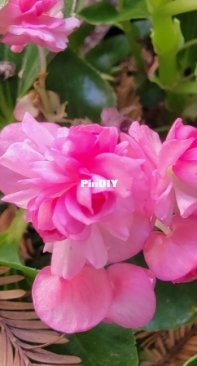 Begonia