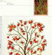 Gerda Bengtsson Rosa rubiginosa