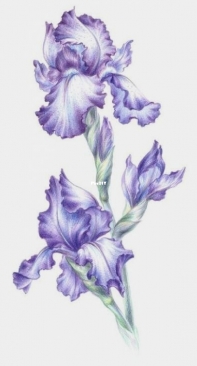 Cherry stories- Irises by Irishka Yalymova(Ялымова) xsd