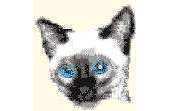 Free cat by Alan Binding: Buster