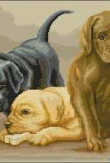 Lucas-S B435 Puppies