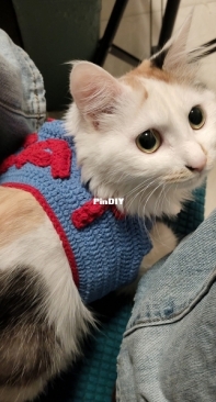 letter print cat top
