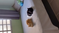 My babies