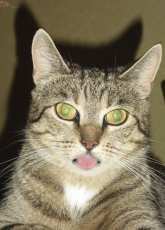 My oldest cat Snoopy
