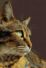 Better Cross Stitch - Thinking Cat