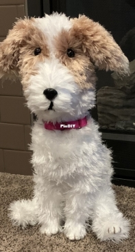 Maggie, a Long-Haired Jack Russell Terrier
