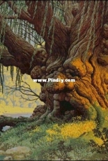 Bozenka 1001 - Old man willow 420