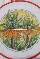 Fritillaria