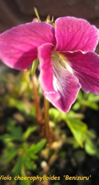 Viola chaerophylloides 'Benizuru'