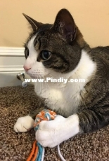 Natalie Tooke - Tri-Colored Cat Toys - Free