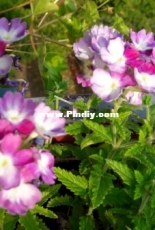 Atumns in my balcony