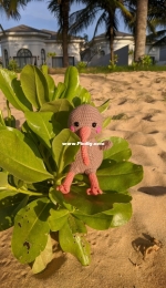 Kiwi bird
