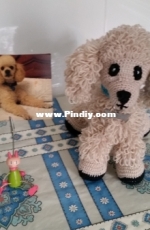 poodle dog