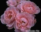 Golden Kite GK 295 - Pink Rose